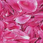 Pink Wallpaper